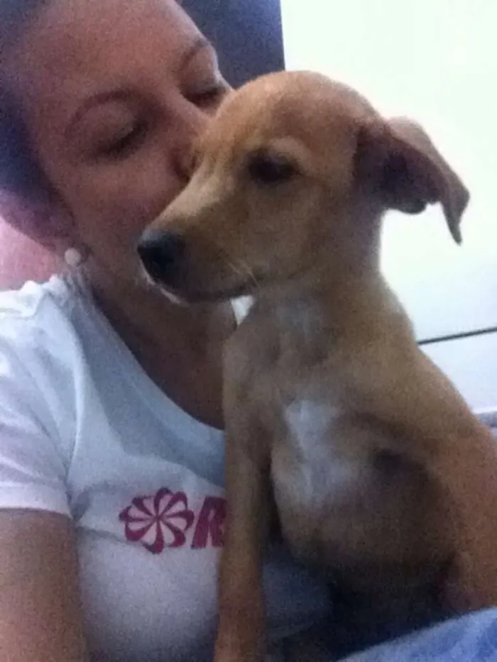 Cachorro ra a SRD idade 2 a 6 meses nome Spok