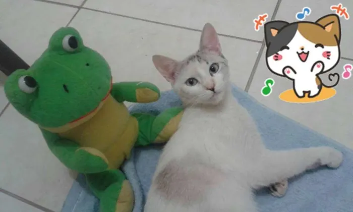 Gato ra a  idade 2 a 6 meses nome Lola