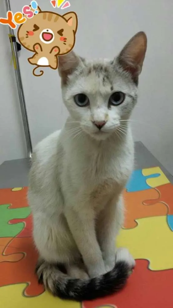 Gato ra a  idade 2 a 6 meses nome Lola
