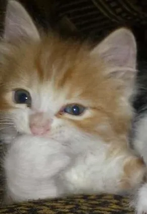 Gato raça Nao sei idade 2 a 6 meses nome Tigrinho/fofa/fofinha