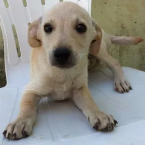 Cachorro raça  idade 2 a 6 meses nome SEM NOME