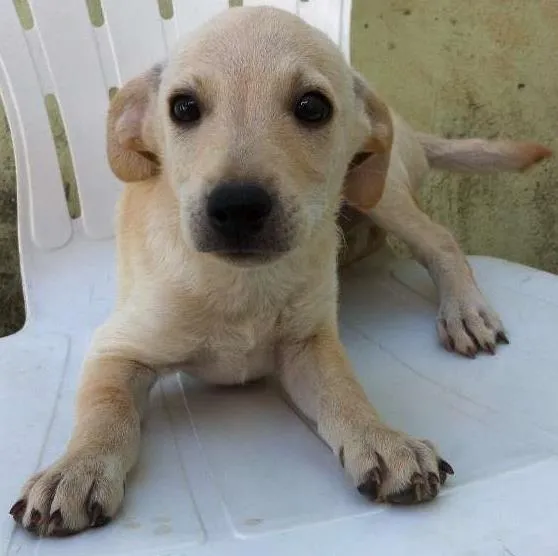 Cachorro ra a  idade 2 a 6 meses nome SEM NOME
