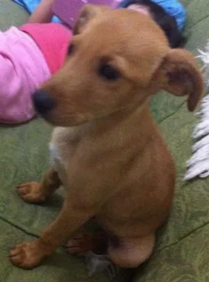 Cachorro raça SRD idade 2 a 6 meses nome Spok
