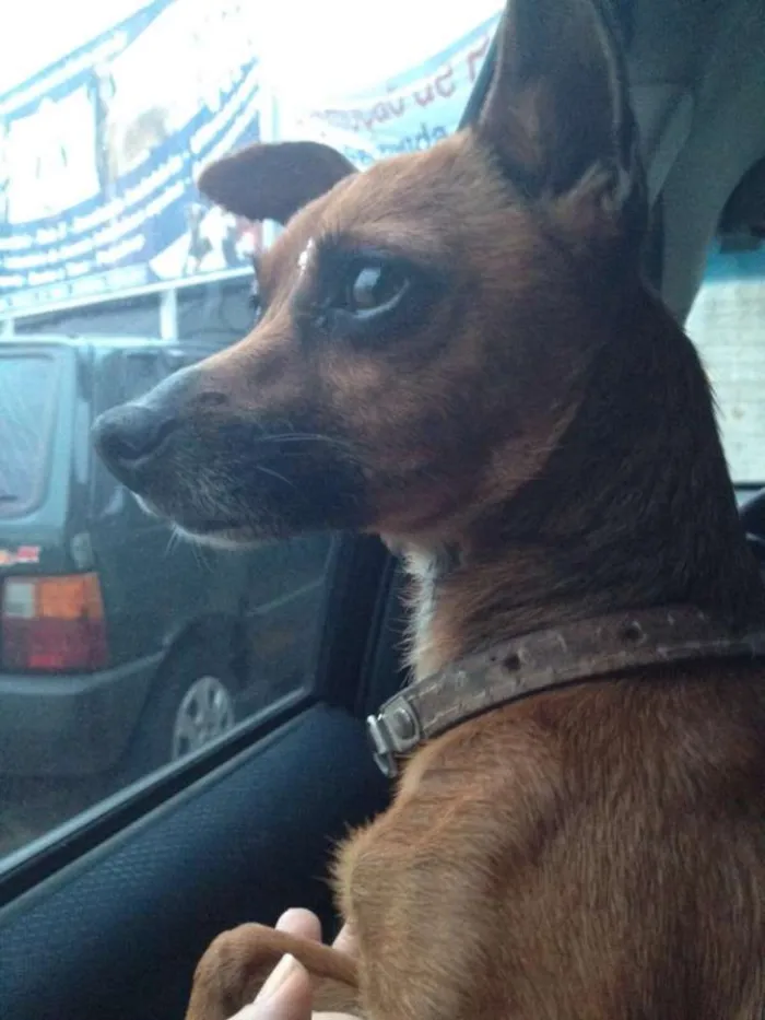 Cachorro raça Pinscher RND idade 2 anos nome Flor
