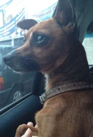 Cachorro raça Pinscher RND idade 2 anos nome Flor