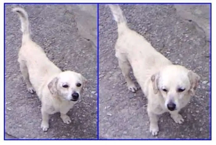 Cachorro ra a mestiço idade 1 ano nome Raposinha