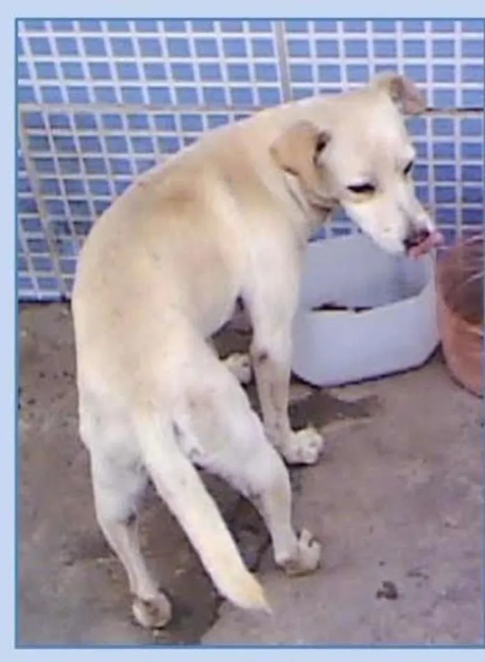 Cachorro ra a SRD idade 1 ano nome Severino