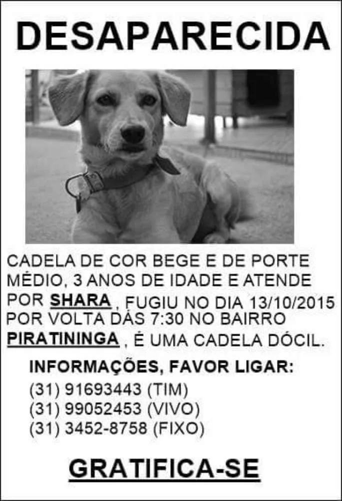 Cachorro ra a mestiça (labrador) idade 3 anos nome Shara 