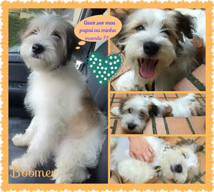 Cachorro ra a SRD idade 2 a 6 meses nome Boomer
