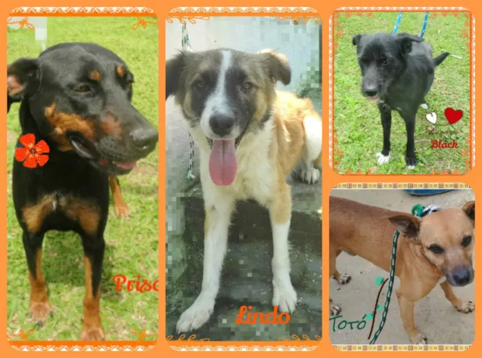 Cachorro ra a SRD idade 3 anos nome Priscila, Lindo, Bl