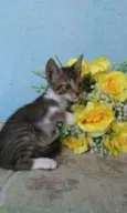 Filhotes gatinhos