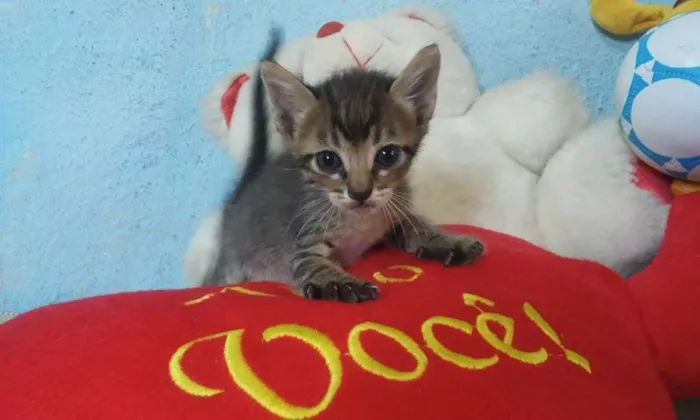 Gato ra a srd idade  nome Filhotes gatinhos