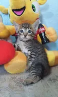 Filhotes gatinhos