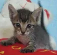 Filhotes gatinhos