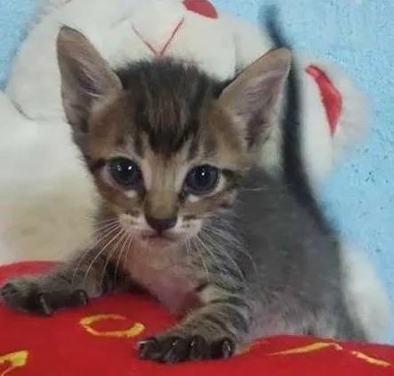 Gato ra a srd idade  nome Filhotes gatinhos