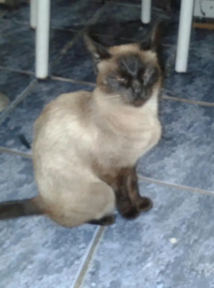 Gato ra a  idade 2 anos nome jandy