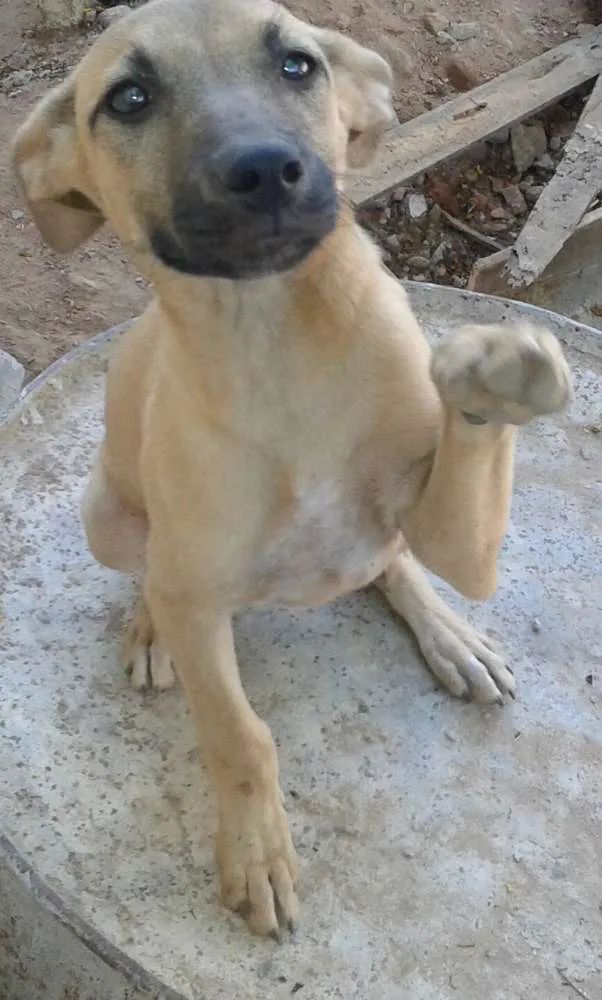 Cachorro ra a SRD idade 2 a 6 meses nome sem nome