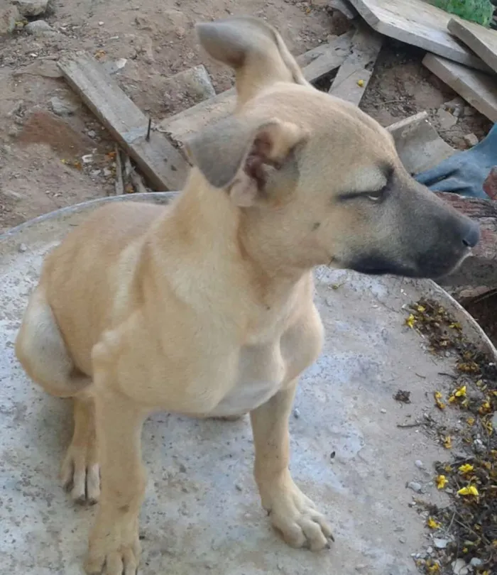 Cachorro ra a SRD idade 2 a 6 meses nome sem nome