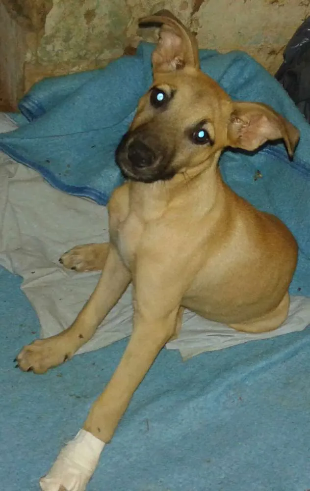 Cachorro ra a SRD idade 2 a 6 meses nome sem nome