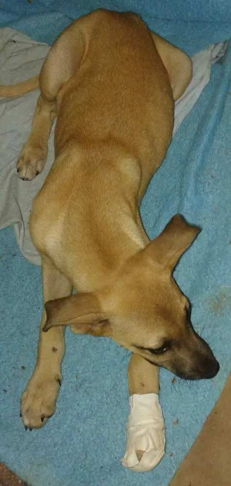 Cachorro ra a SRD idade 2 a 6 meses nome sem nome