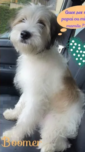 Cachorro raça SRD idade 2 a 6 meses nome Boomer