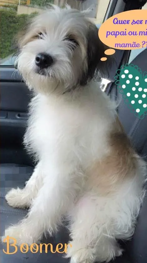 Cachorro ra a SRD idade 2 a 6 meses nome Boomer