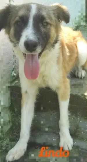 Cachorro raça SRD idade 3 anos nome Priscila, Lindo, Bl