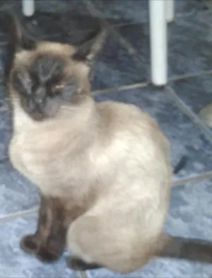 Gato raça  idade 2 anos nome jandy