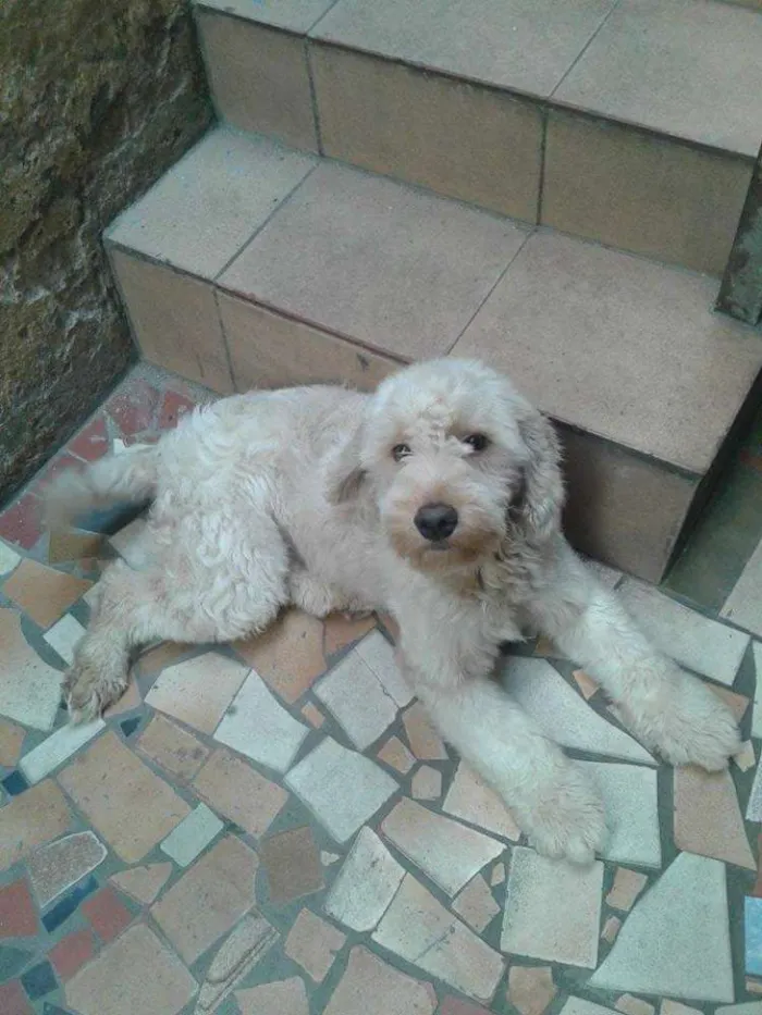 Cachorro ra a Poodle idade 2 anos nome Fred