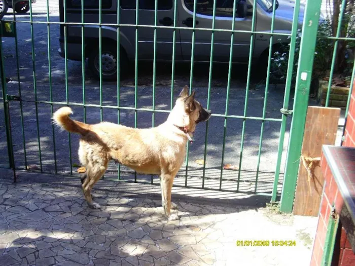 Cachorro ra a SHIBA INU idade 6 ou mais anos nome JULY