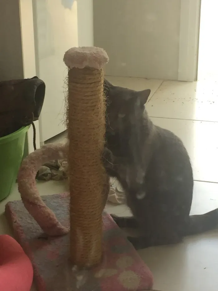 Gato ra a Mestiça idade 2 anos nome Zara