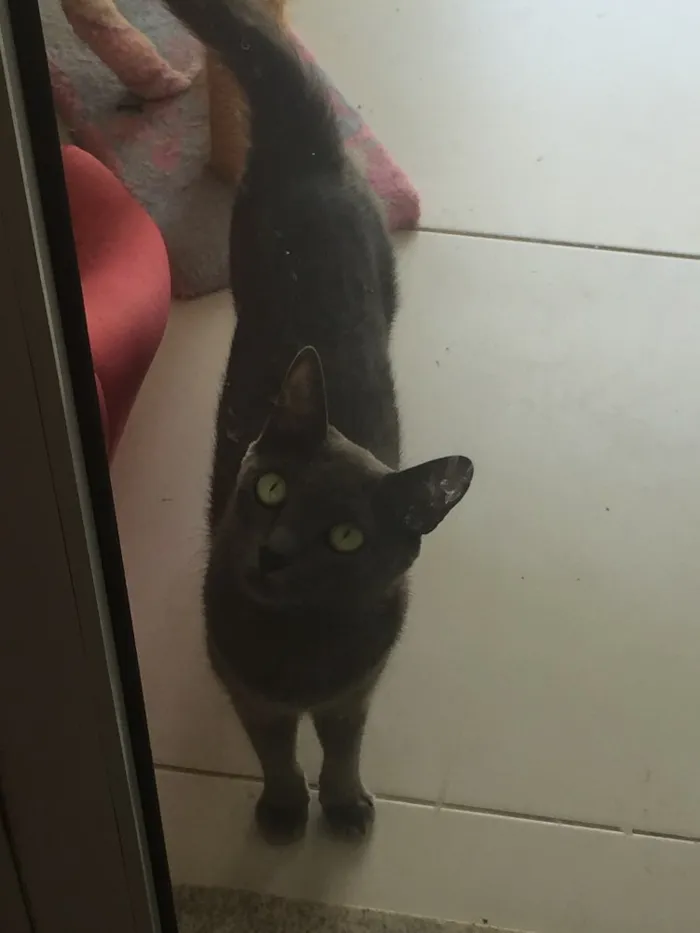 Gato ra a Mestiça idade 2 anos nome Zara