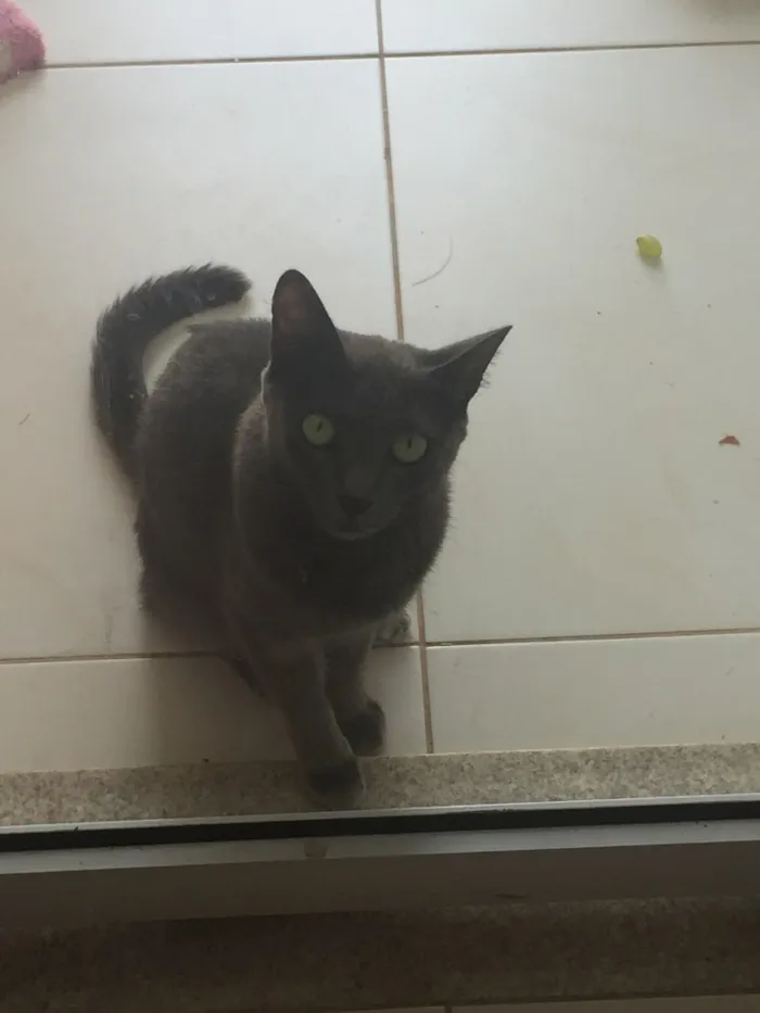 Gato ra a Mestiça idade 2 anos nome Zara