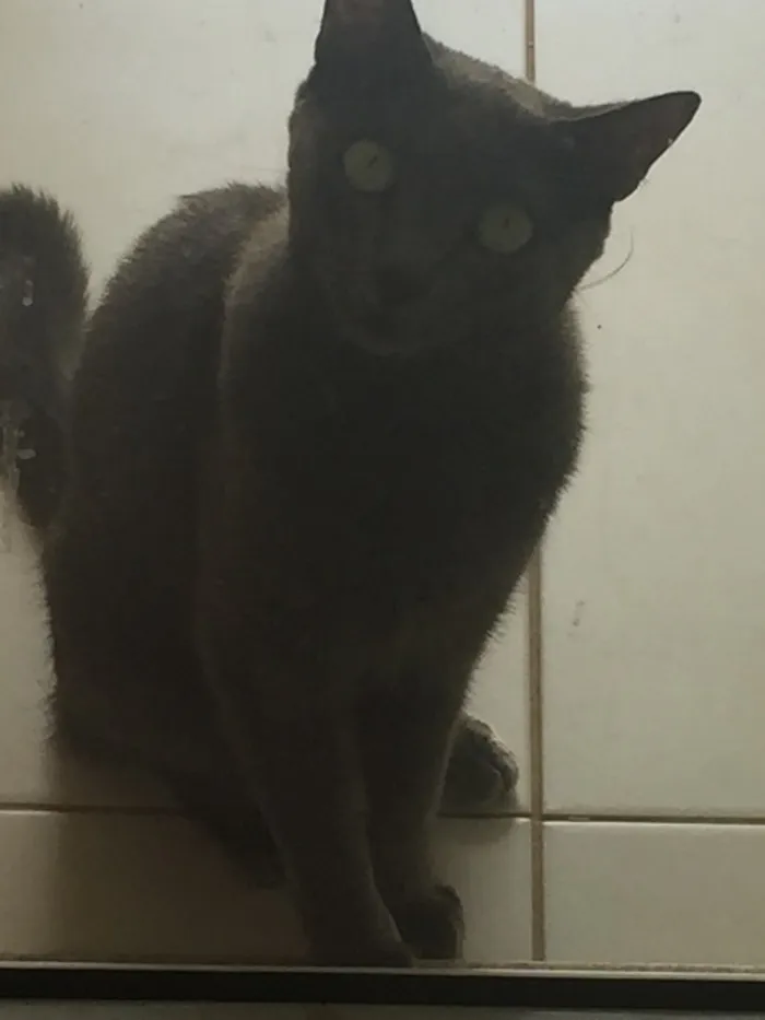 Gato ra a Mestiça idade 2 anos nome Zara