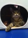 Mia