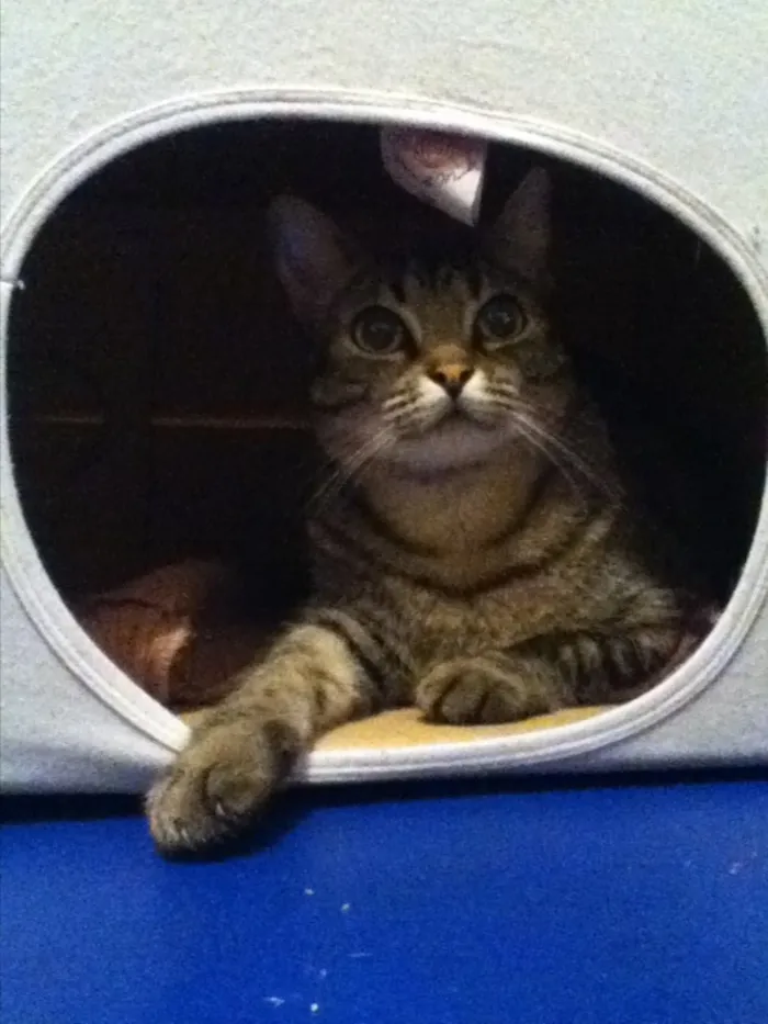 Gato ra a Viralata idade 1 ano nome Mia