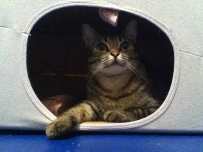 Gato ra a Viralata idade 1 ano nome Mia