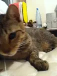 Mikito