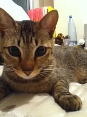 Gato raça Viralata idade 7 a 11 meses nome Mikito