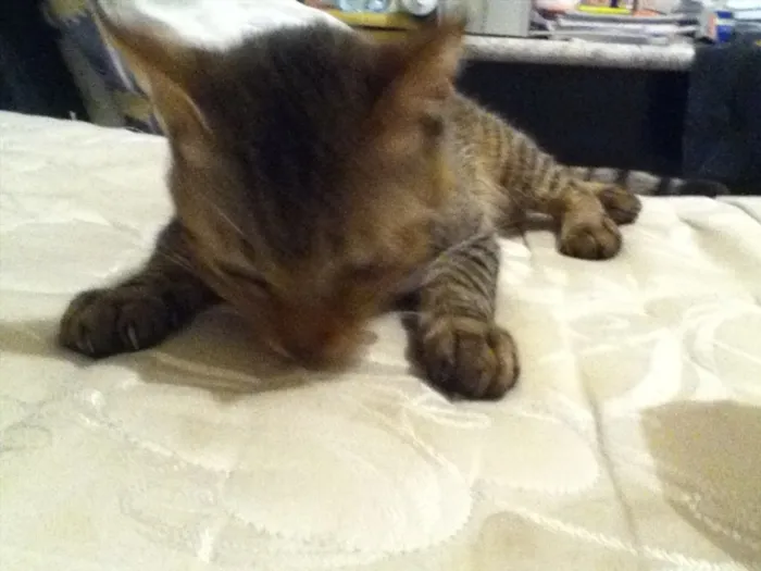Gato ra a Viralata idade 7 a 11 meses nome Mikito