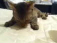 Mikito