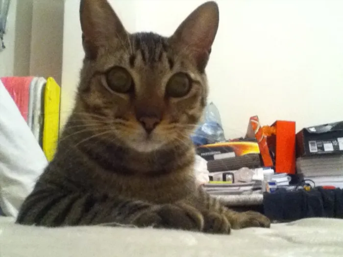 Gato ra a Viralata idade 7 a 11 meses nome Mikito