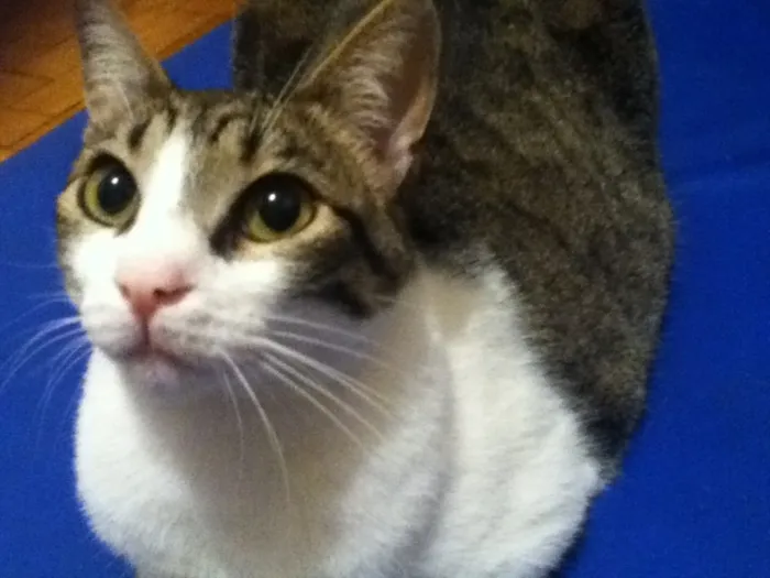 Gato ra a Viralata idade 1 ano nome Lucas