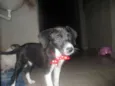 MEL