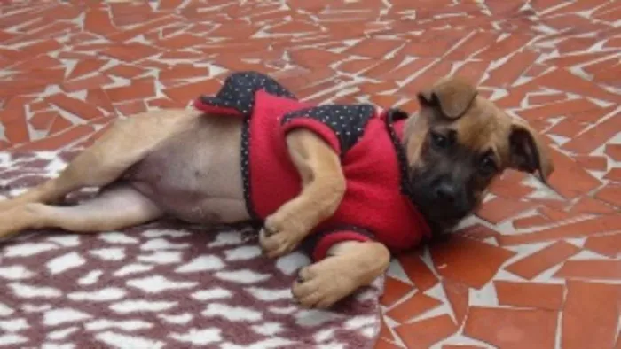 Cachorro ra a SRD idade 2 a 6 meses nome Florence e tiguana