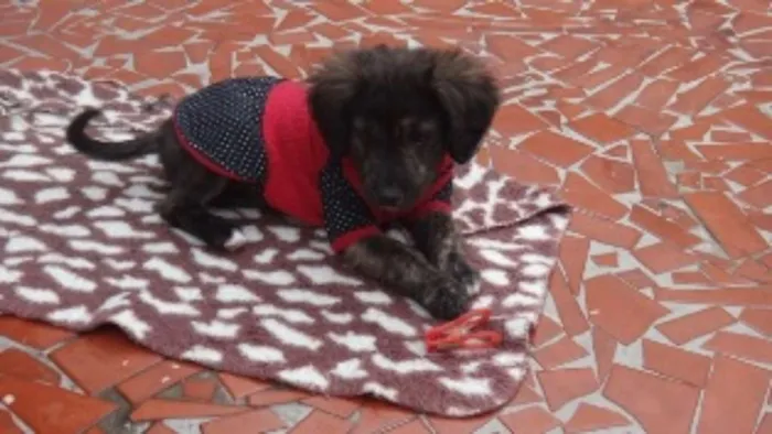 Cachorro ra a SRD idade 2 a 6 meses nome Florence e tiguana