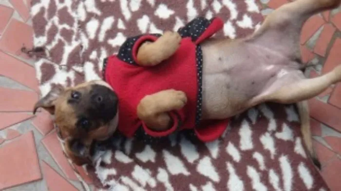 Cachorro ra a SRD idade 2 a 6 meses nome Florence e tiguana
