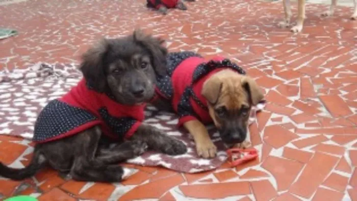 Cachorro ra a SRD idade 2 a 6 meses nome Florence e tiguana