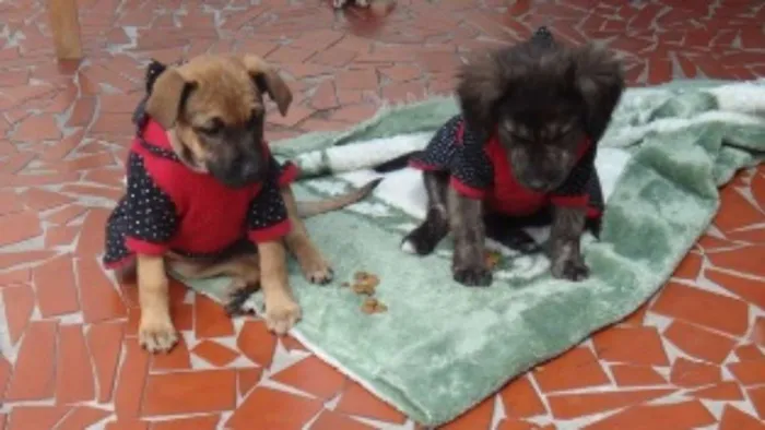 Cachorro ra a SRD idade 2 a 6 meses nome Florence e tiguana