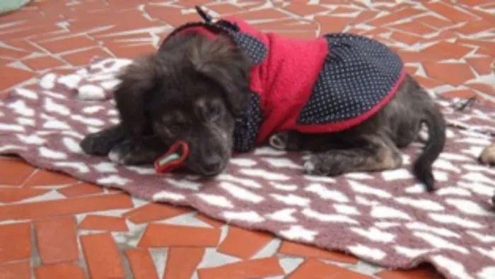 Cachorro ra a SRD idade 2 a 6 meses nome Florence e tiguana